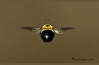 Bee Backend